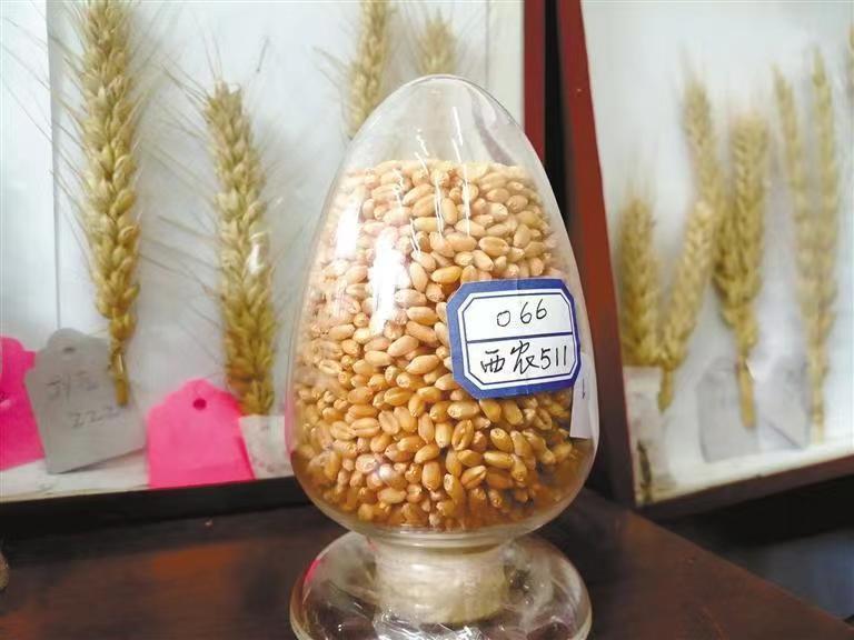 西農(nóng)629與西農(nóng)598 226萬(wàn)元成功轉(zhuǎn)讓，推動(dòng)小麥育種新突破